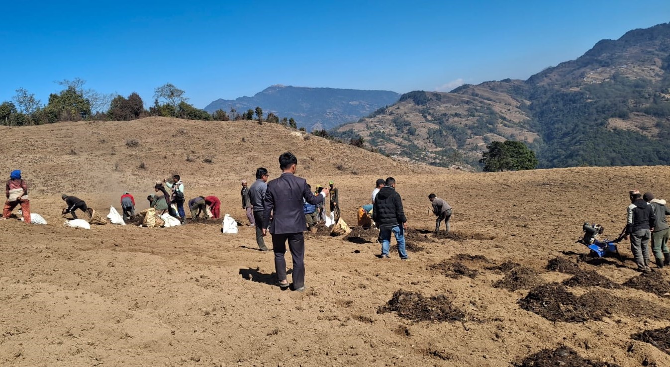 खोटाङको छितापोखरीस्थित बाँझो जग्गामा सामूहिक आलुखेती